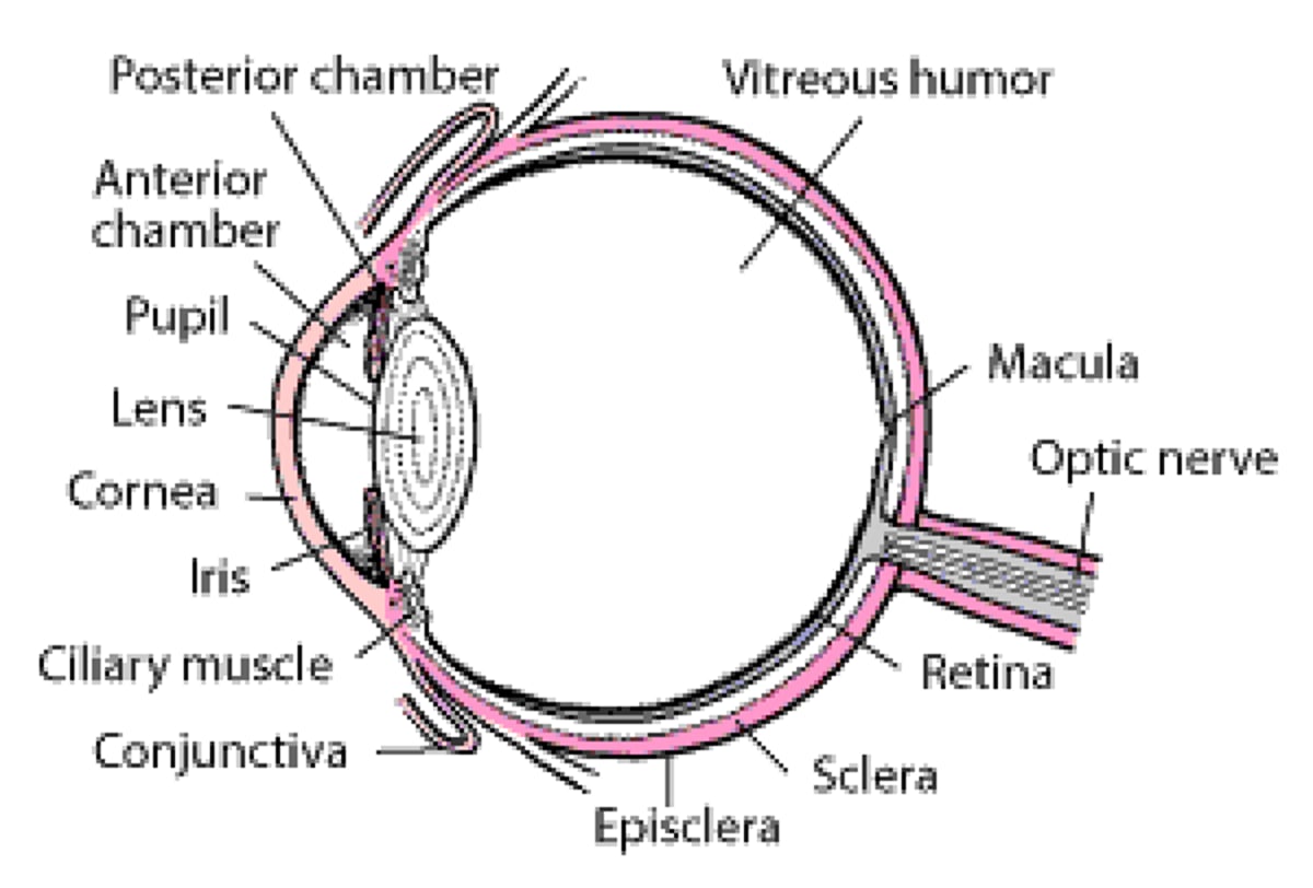 Un vistazo al interior del ojo