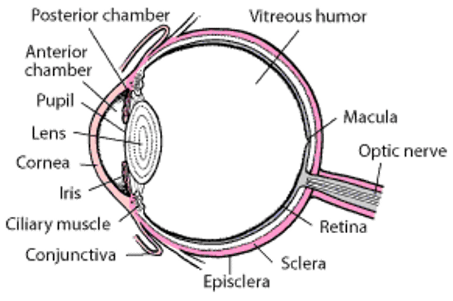 Un vistazo al interior del ojo