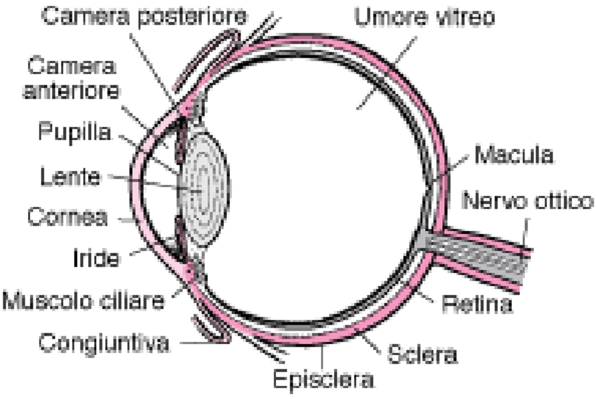 Struttura interna dell’occhio