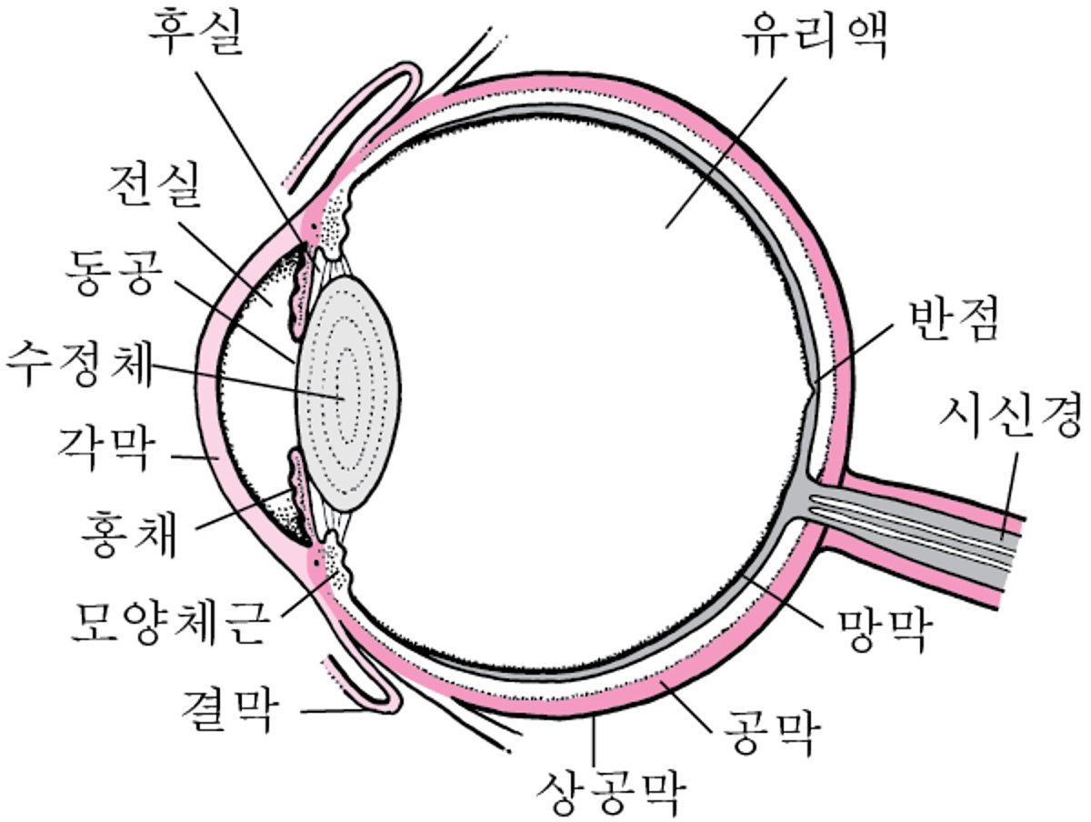 눈의 내부 모습