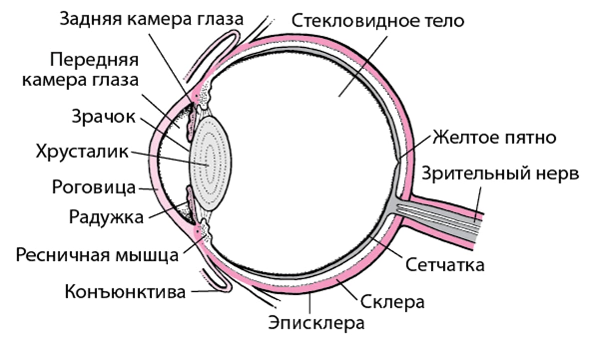 Внутреннее строение глаза