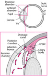 Normal Aqueous Humor Drainage