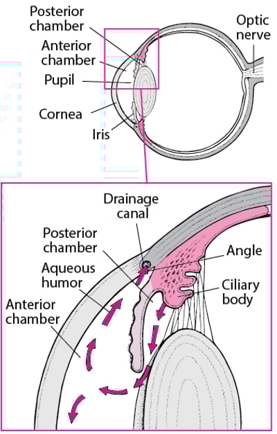 Normal Aqueous Humor Drainage