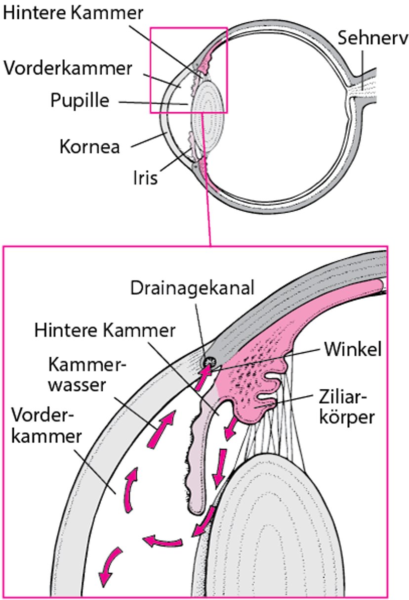 Normaler Abfluss des Kammerwassers