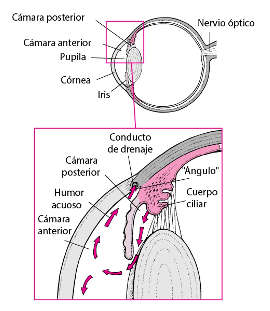 Drenaje normal del humor acuoso