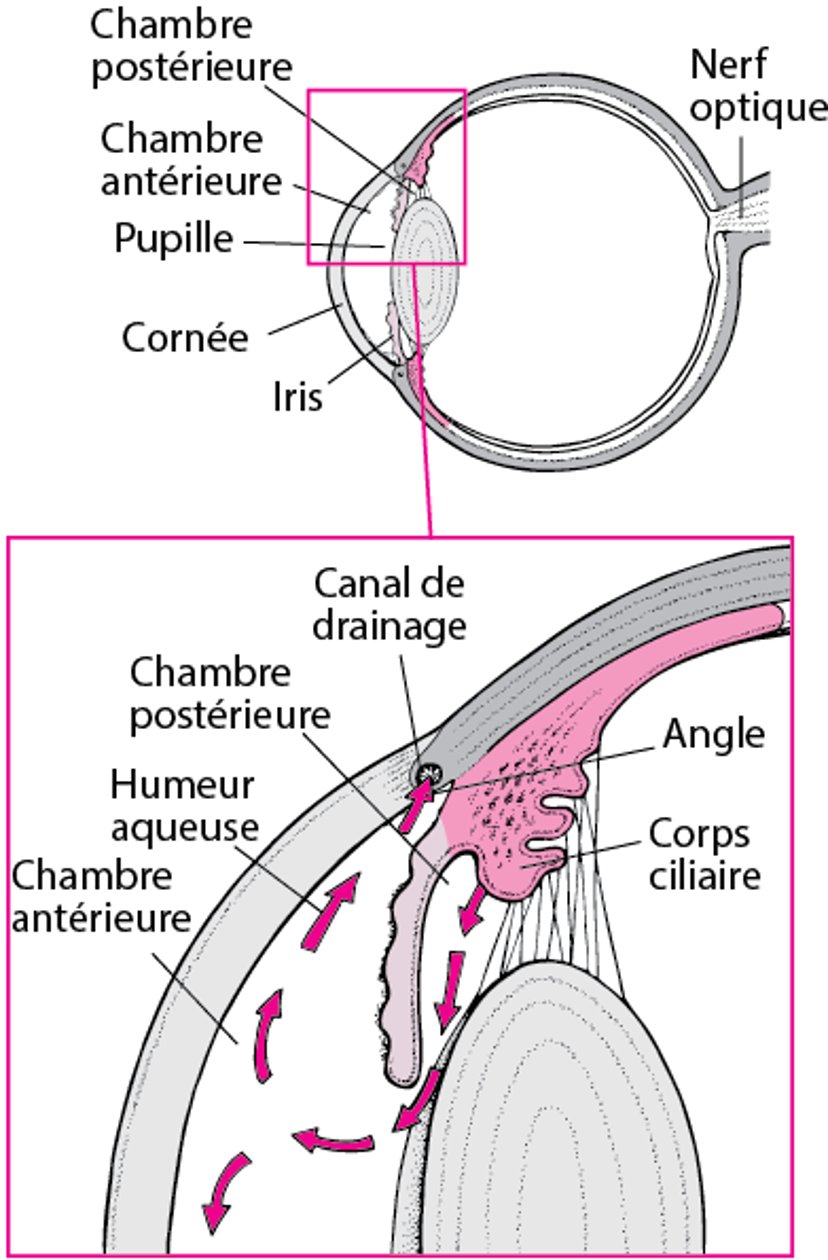 Drainage normal de l’humeur aqueuse