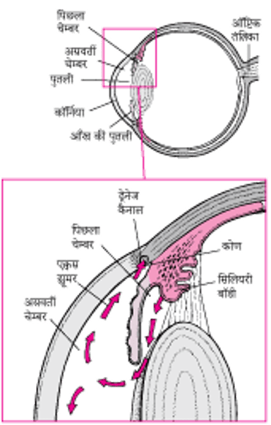 एक्वस ह्यूमर का सामान्य बहाव