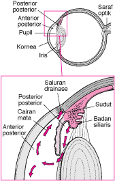 Drainase Aqueous Humor Normal