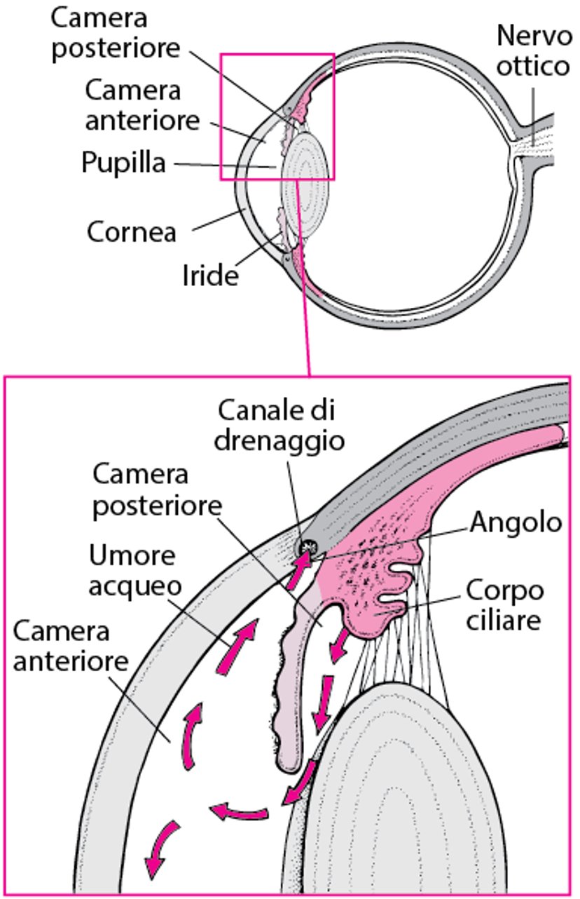 Drenaggio dell’umor acqueo normale