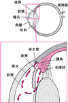 房水の正常な排出