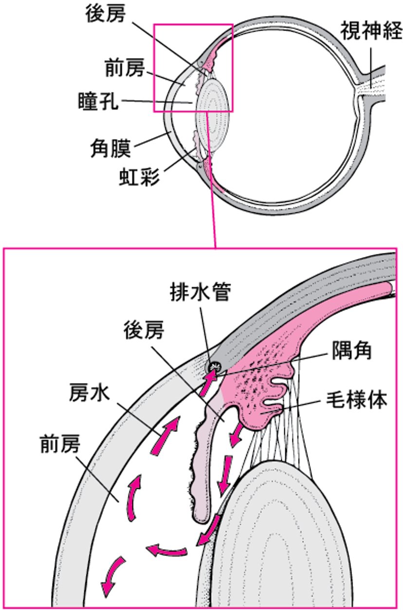 房水の正常な排出