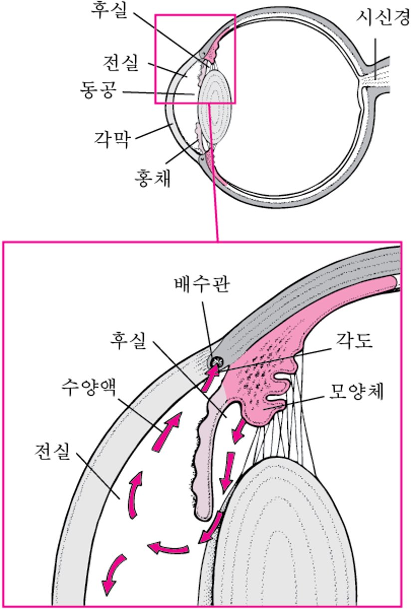 정상적인 눈방수 배액