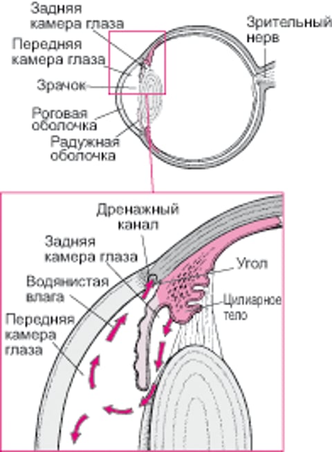 Отведение водянистой влаги в норме
