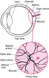 Viewing the Retina
