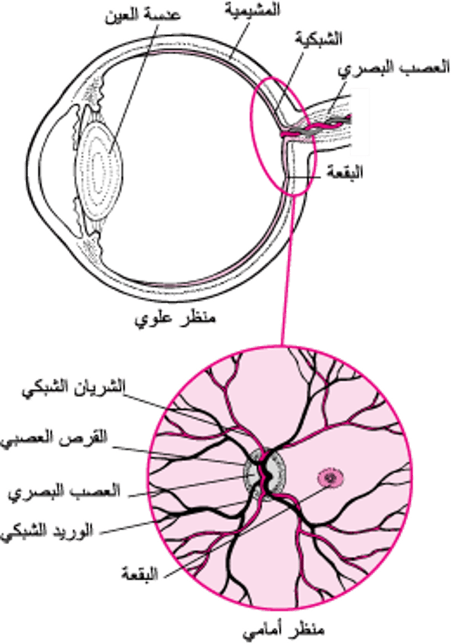 معاينة شبكية العين