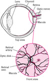 La retina