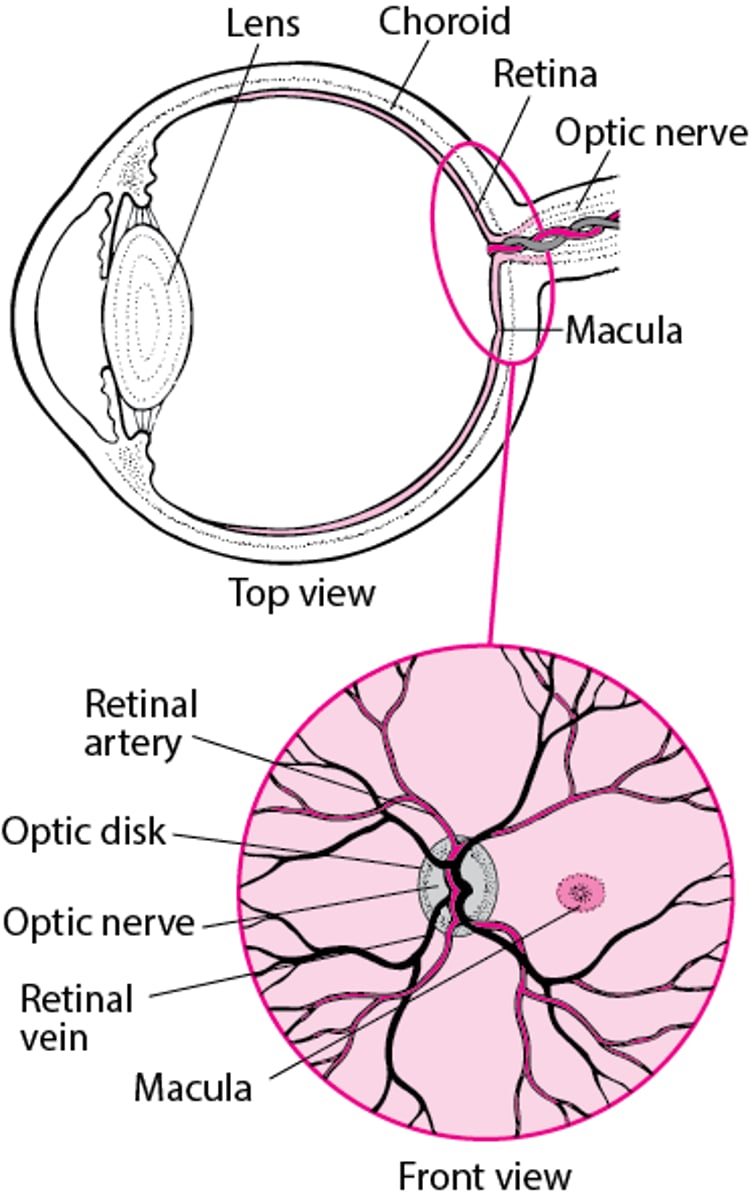 Visione della retina