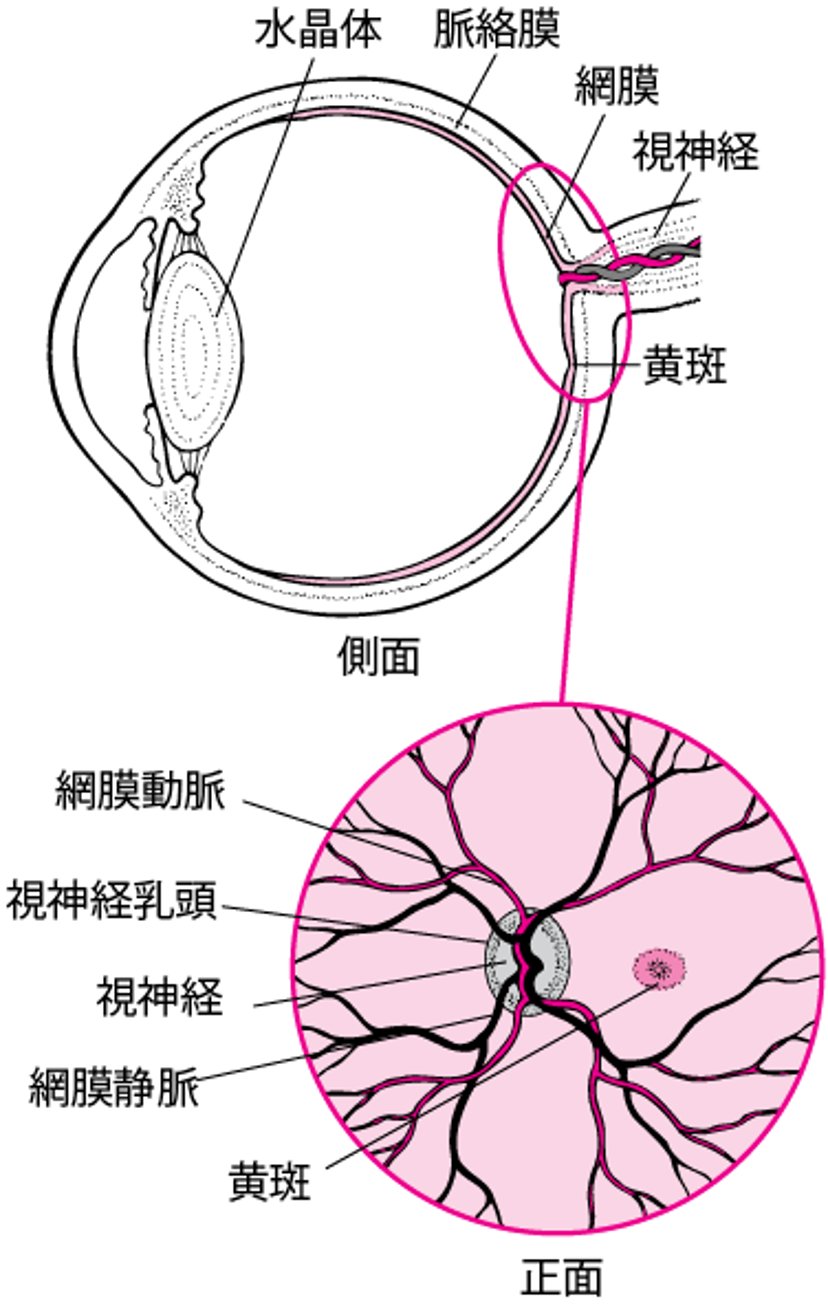 <ruby >網膜<rt >もうまく</rt></ruby>の<ruby >構造<rt >こうぞう</rt></ruby>