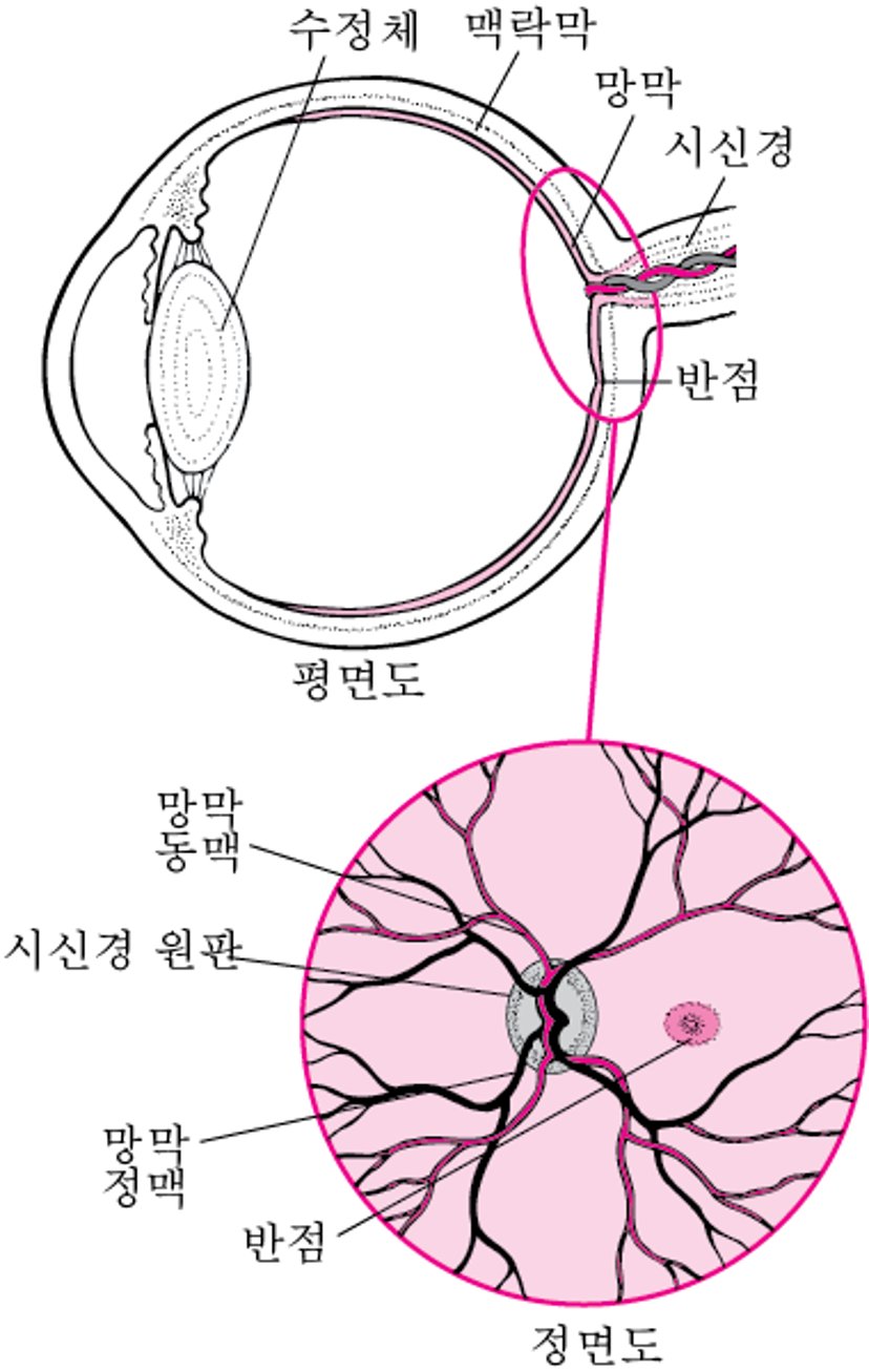망막 보기