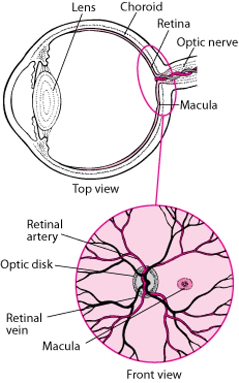 Visualização da retina