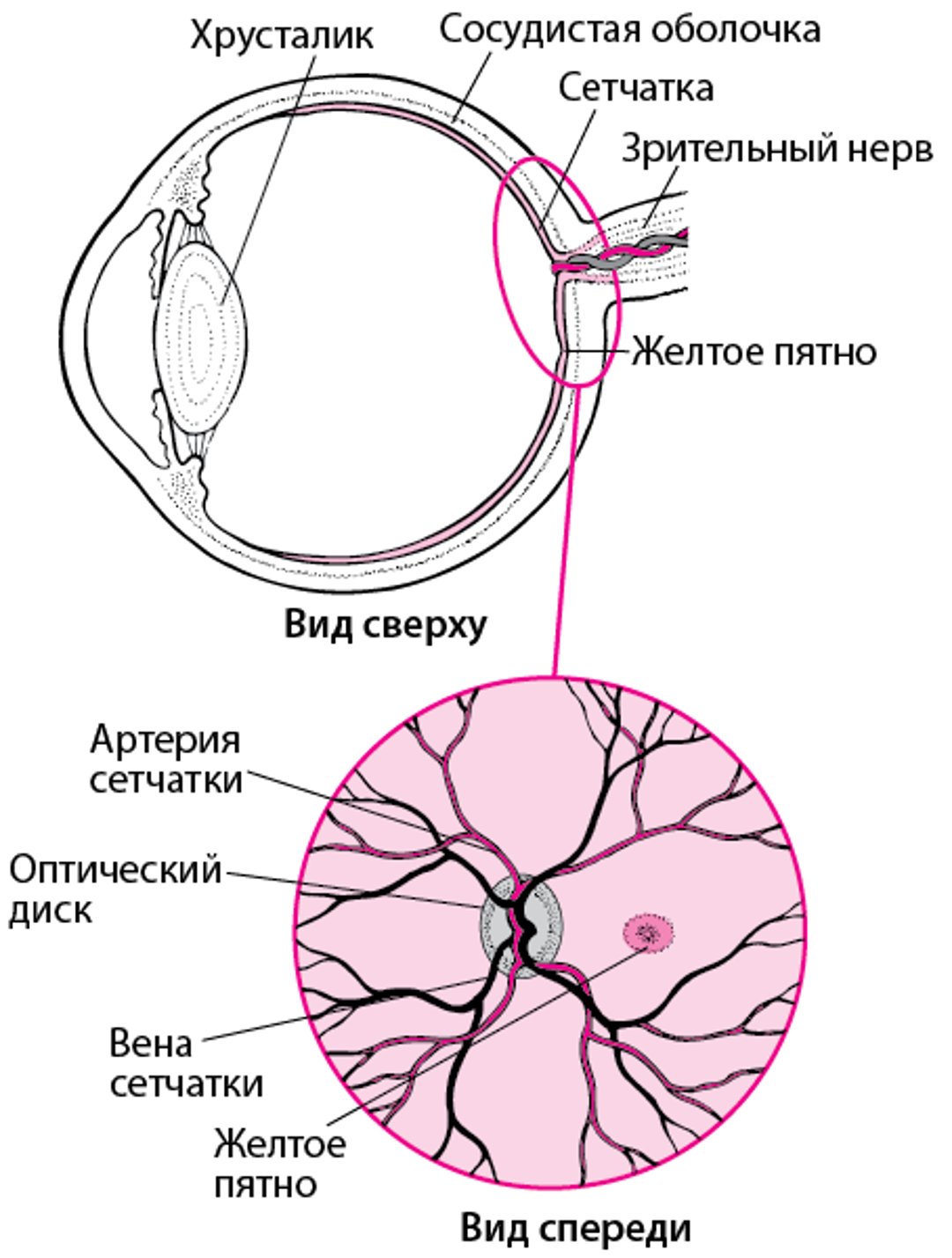 Внешний вид сетчатки