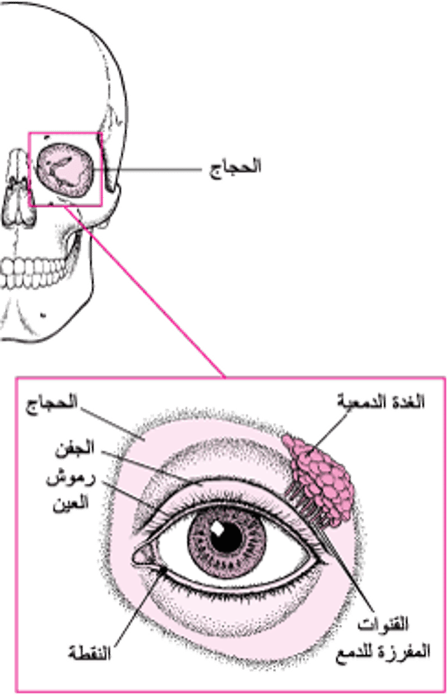 البنى التشريحية التي تحمي العين