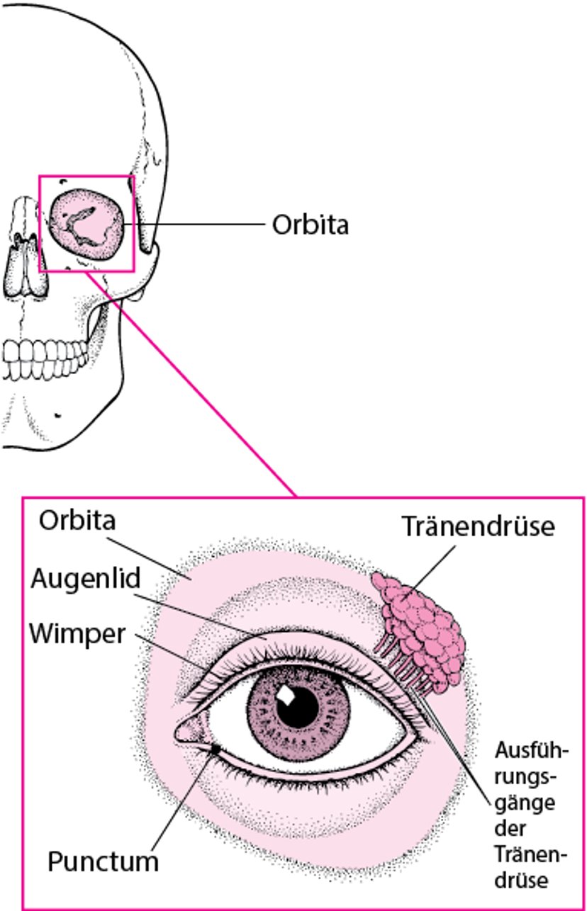 Strukturen zum Schutz des Auges