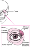 Estructuras protectoras de los ojos