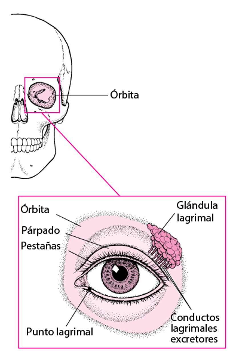 Estructuras protectoras de los ojos