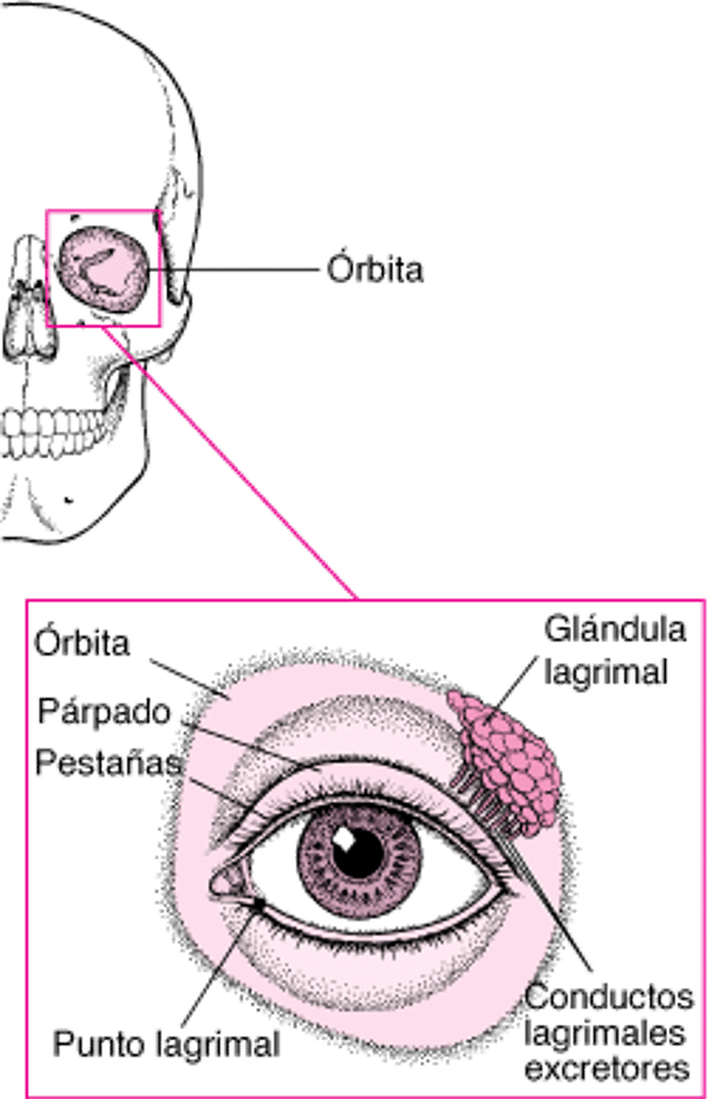 Estructuras protectoras de los ojos