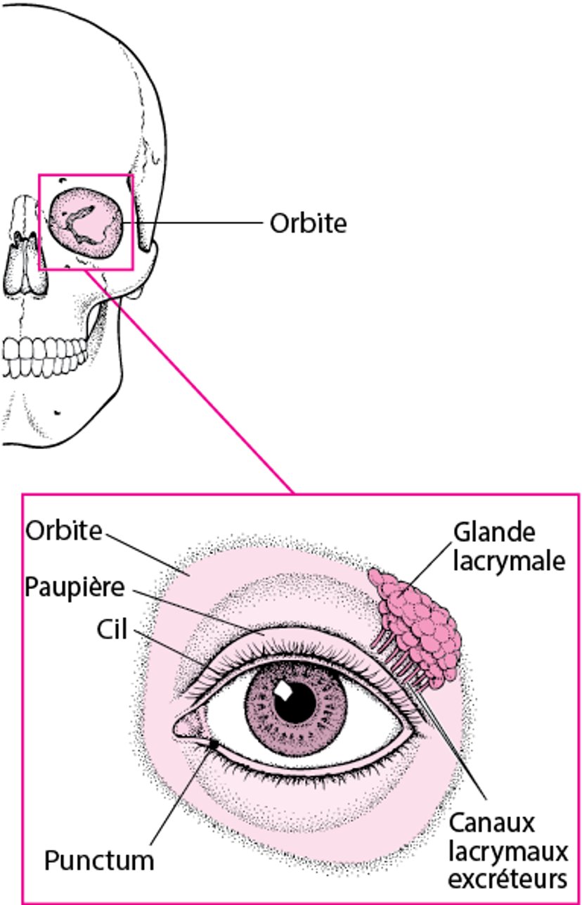 Structures de protection de l’œil