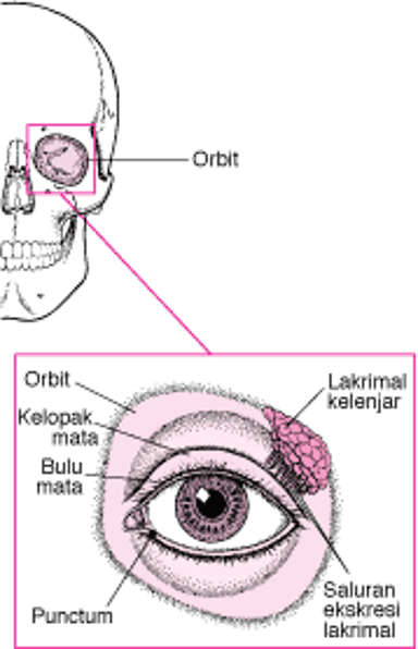 Struktur Yang Melindungi Mata