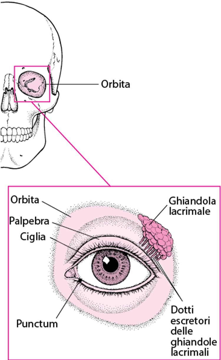 Strutture che proteggono gli occhi