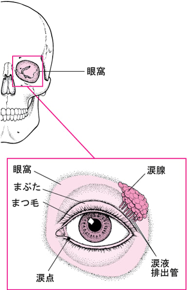 眼のけがの概要 - 25. 外傷と中毒 - MSDマニュアル家庭版