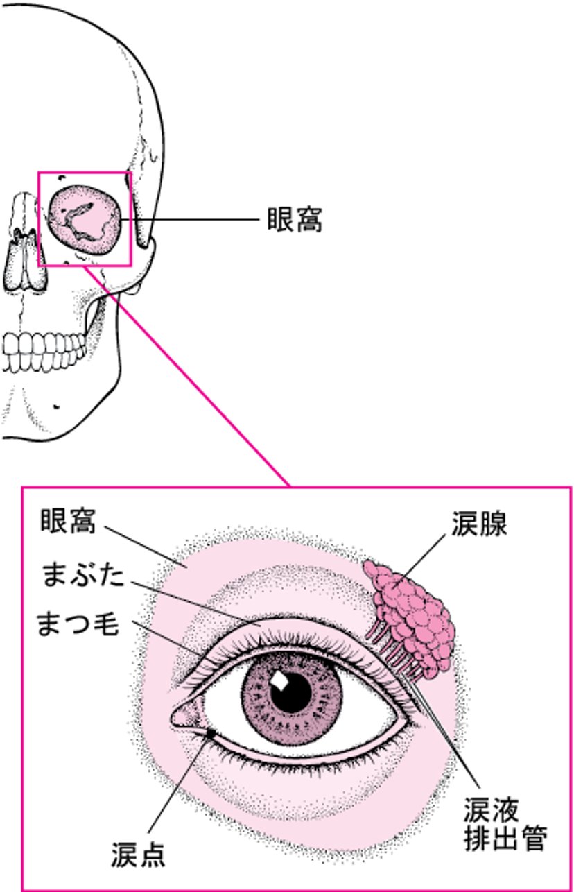 眼を保護する構造