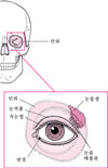 눈을 보호하는 구조