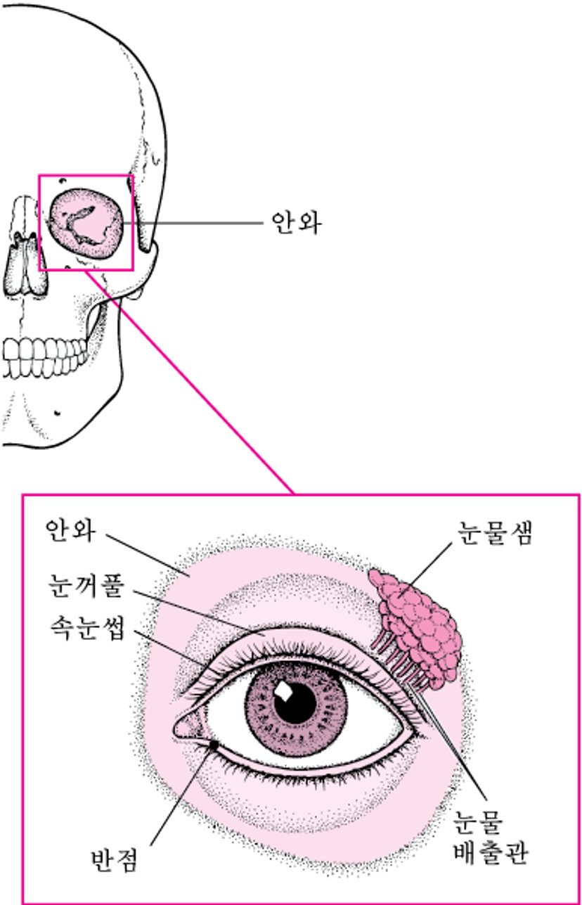눈을 보호하는 구조