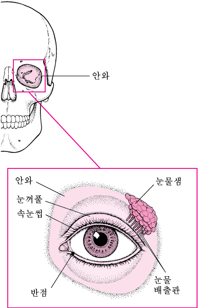 건성각 결막염 - 눈 장애 - MSD 매뉴얼 - 일반인용