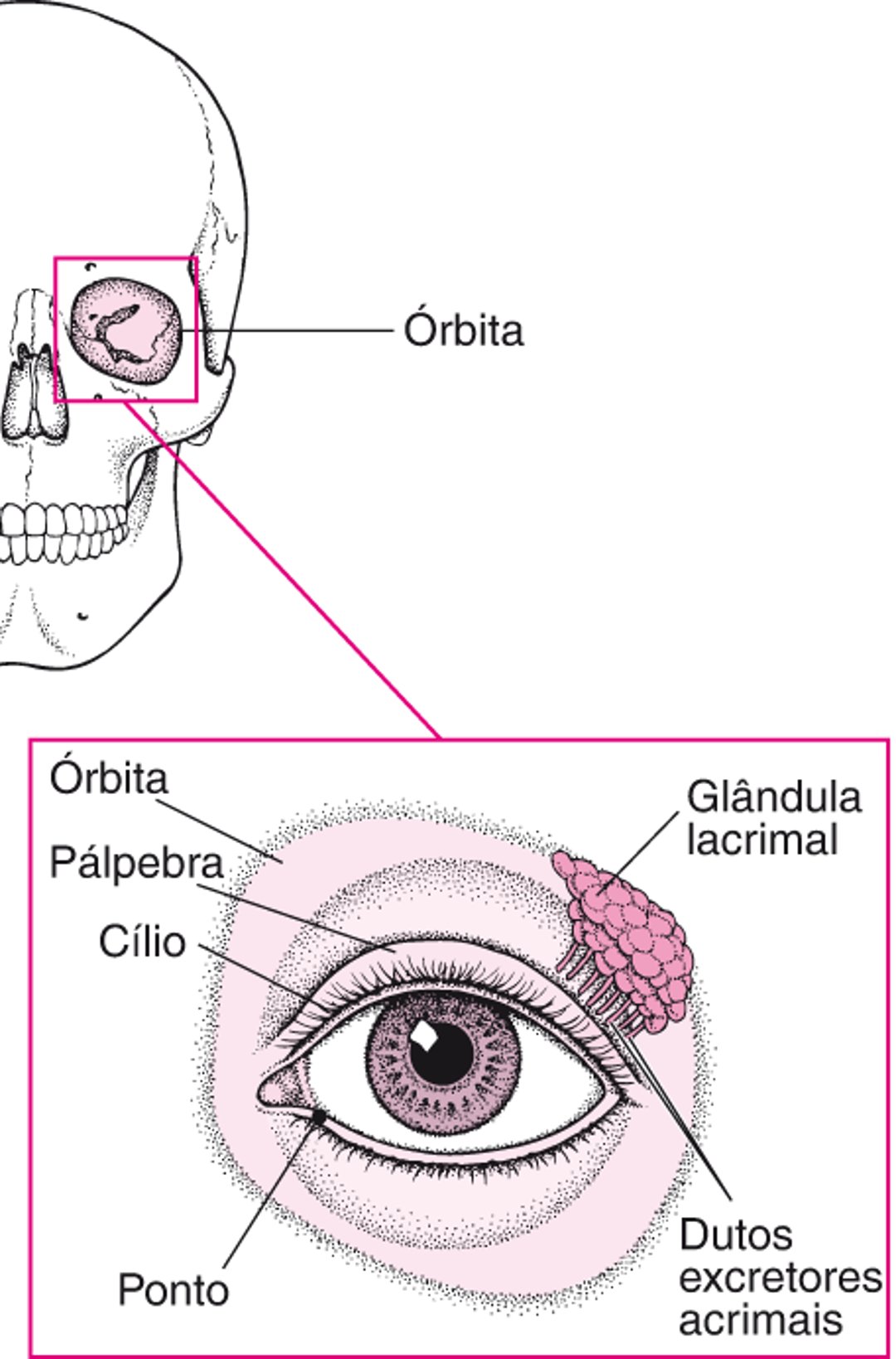 Estruturas que protegem o olho