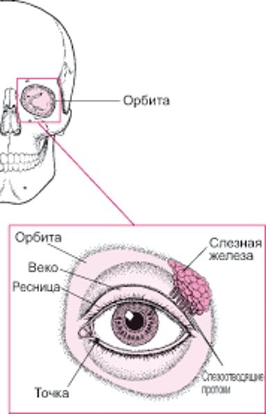 Структуры, защищающие глаз