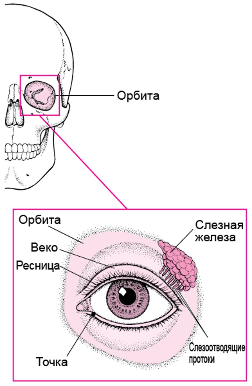 Структуры, защищающие глаз