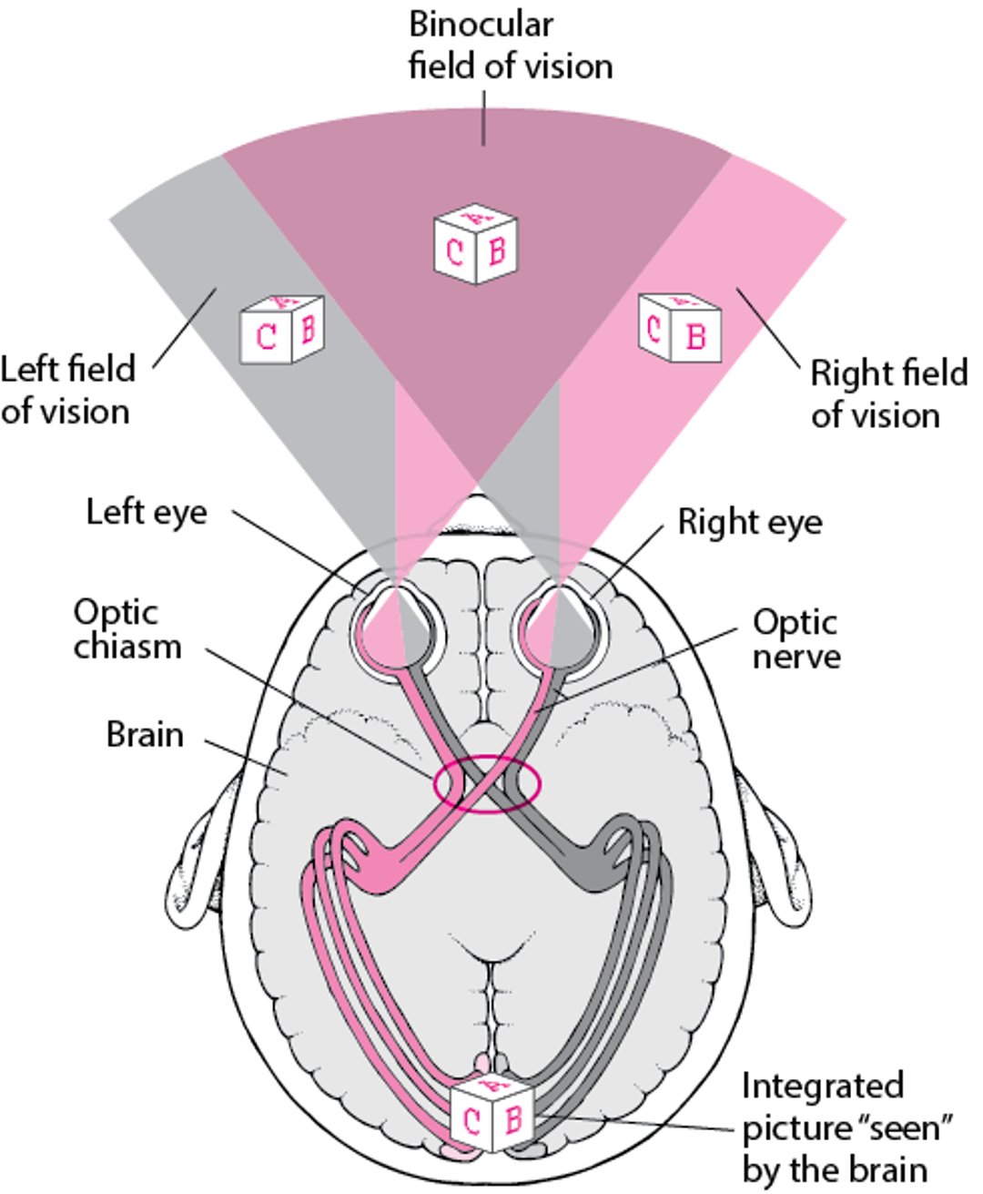 Tracing the Visual Pathways