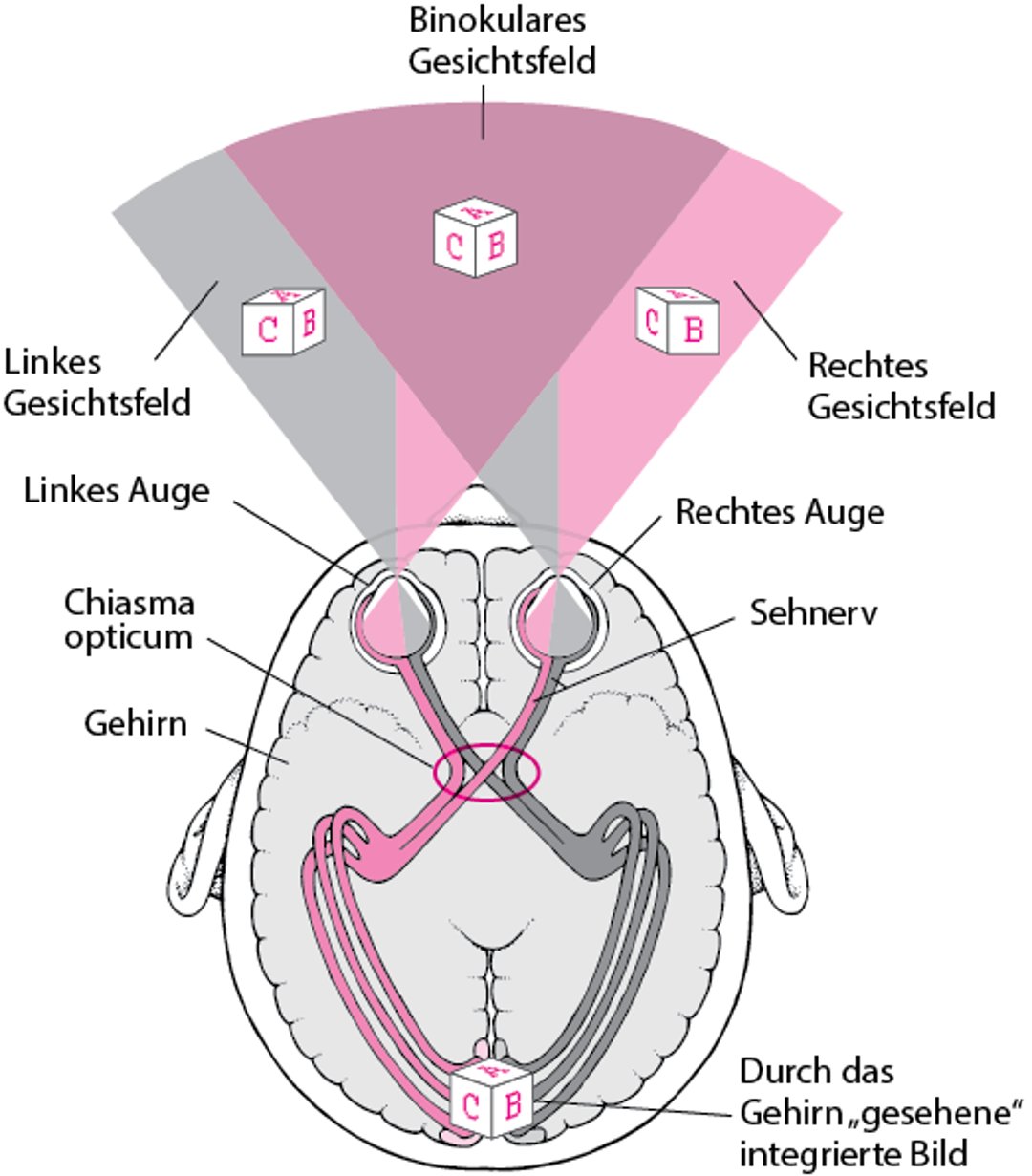 Nachverfolgen der Sehbahnen