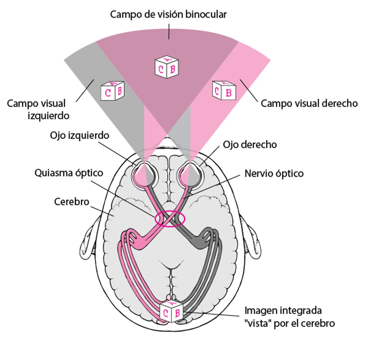 Rastreo de las vías visuales