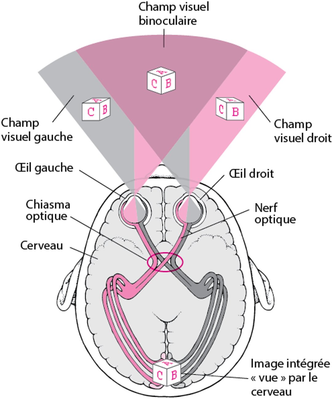 Retracer les voies optiques