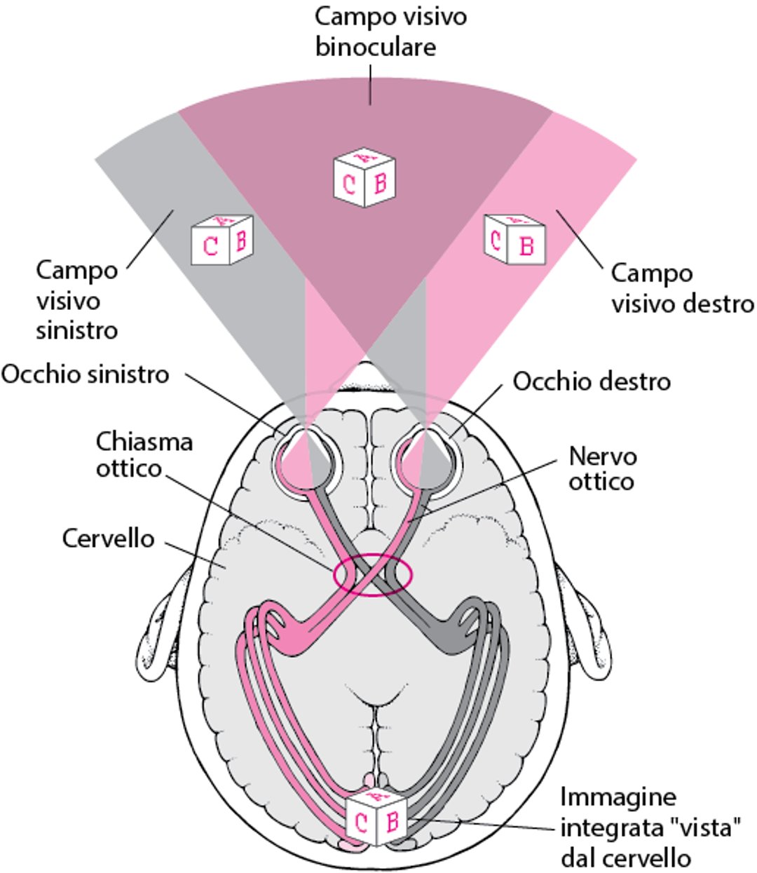 Decorso delle vie ottiche