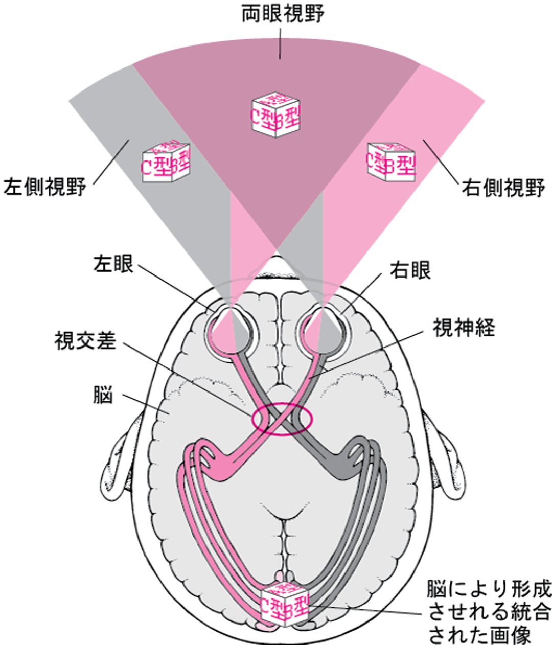 視覚路をたどる