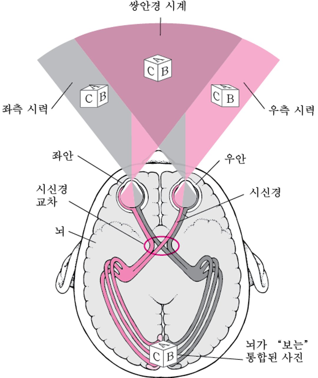 시각 경로의 추적