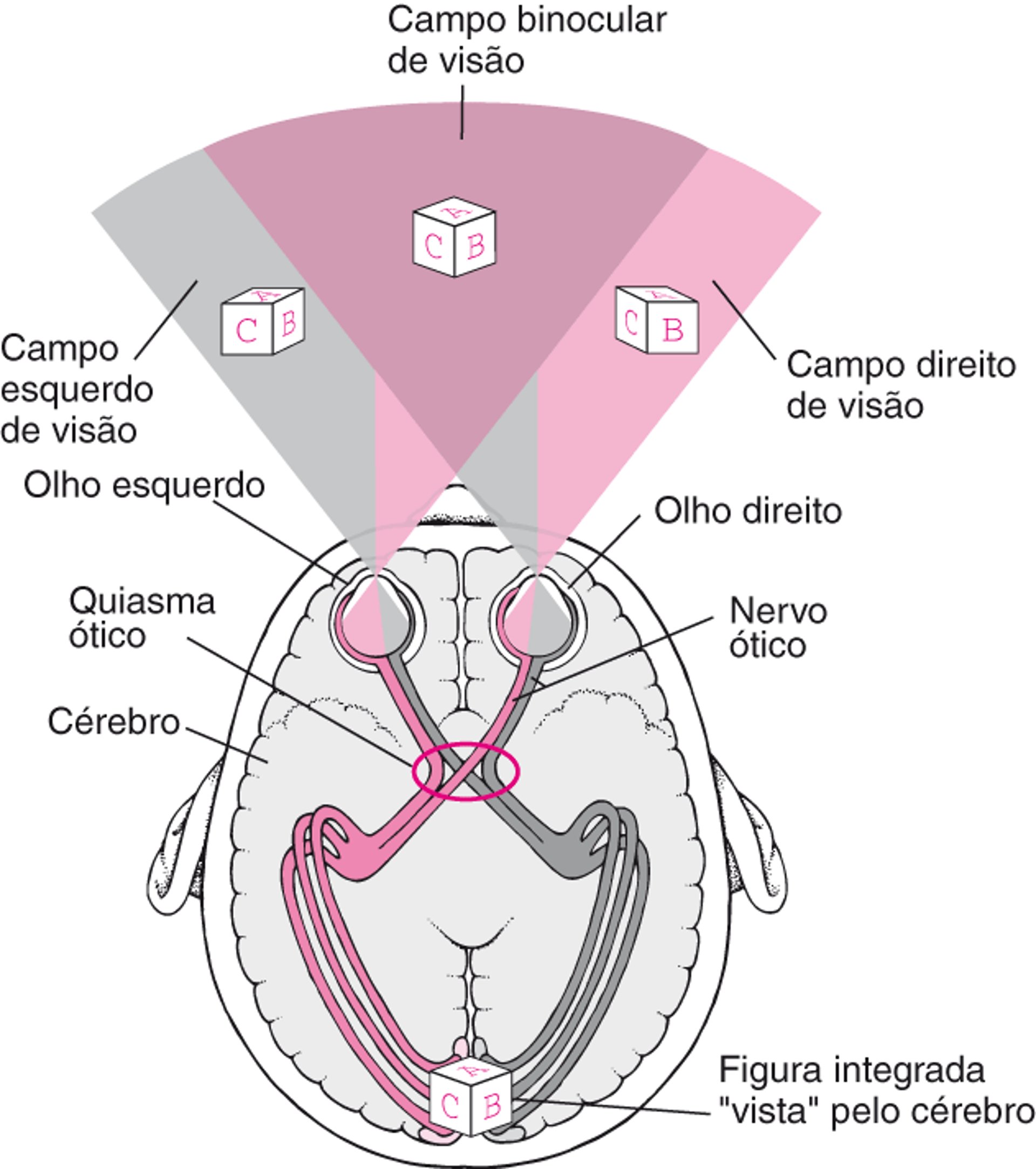 Traçando os caminhos visuais