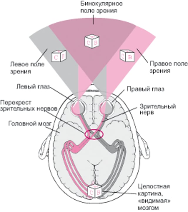 Анатомия зрительных путей
